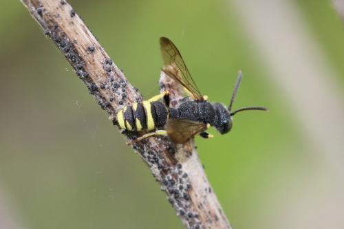 Cerceris bupresticida